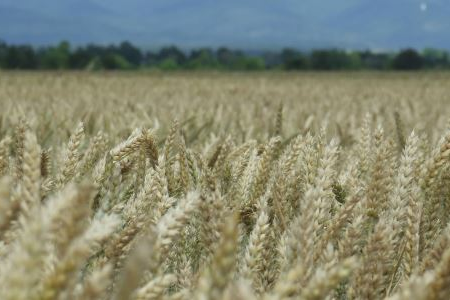 Vijesti 560x300 (28)