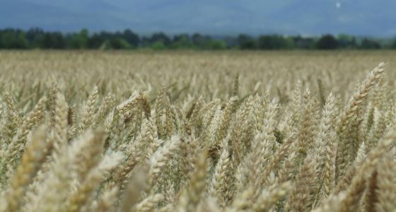 Vijesti 560x300 (28)