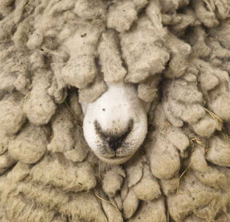 Wool